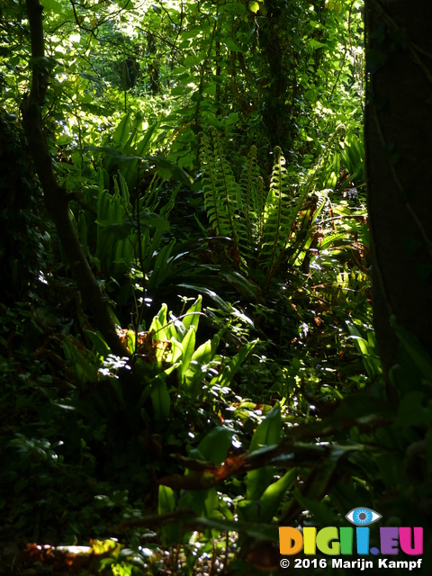 FZ029281 Ferns